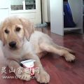 金毛