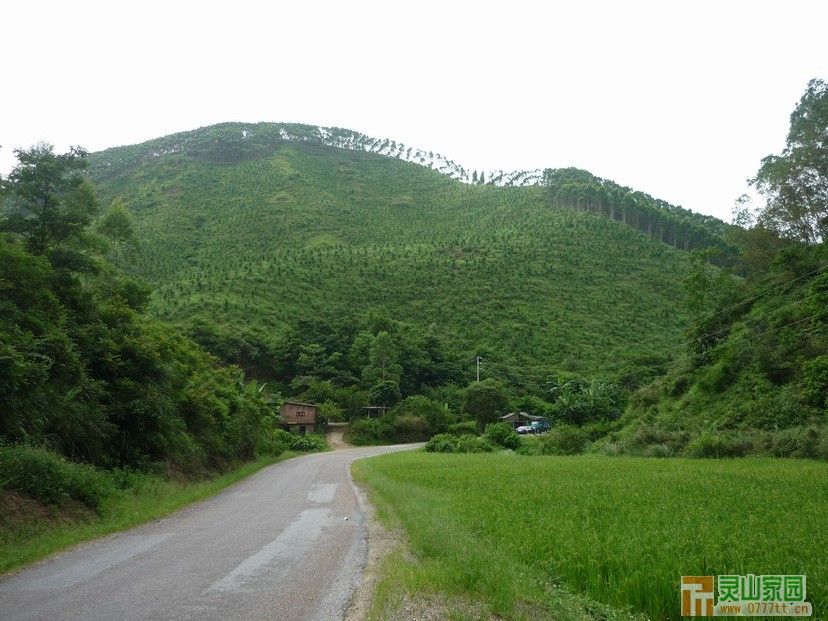 山上种满了 速生桉 