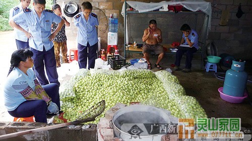 “红枣”加工现场。 