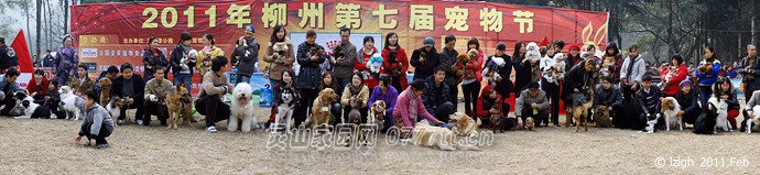 参加今天“宠物节”赛事活动的部分狗狗选手在赛前的合影照