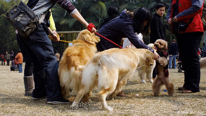 ■狗狗们进入活动现场