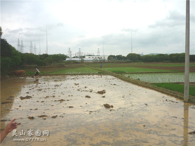 只田今年是我队种