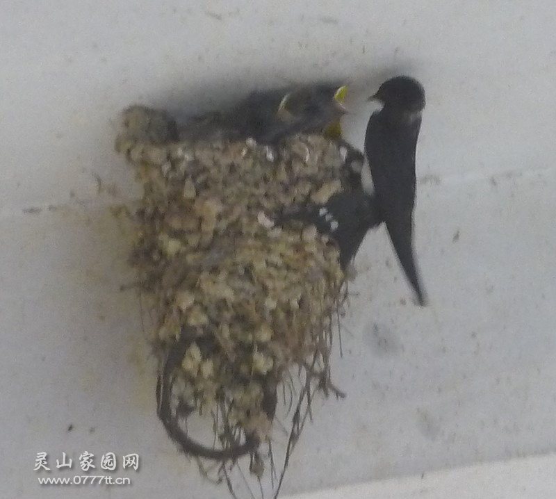 给小燕子喂食