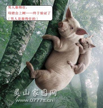 母猪上树.jpg