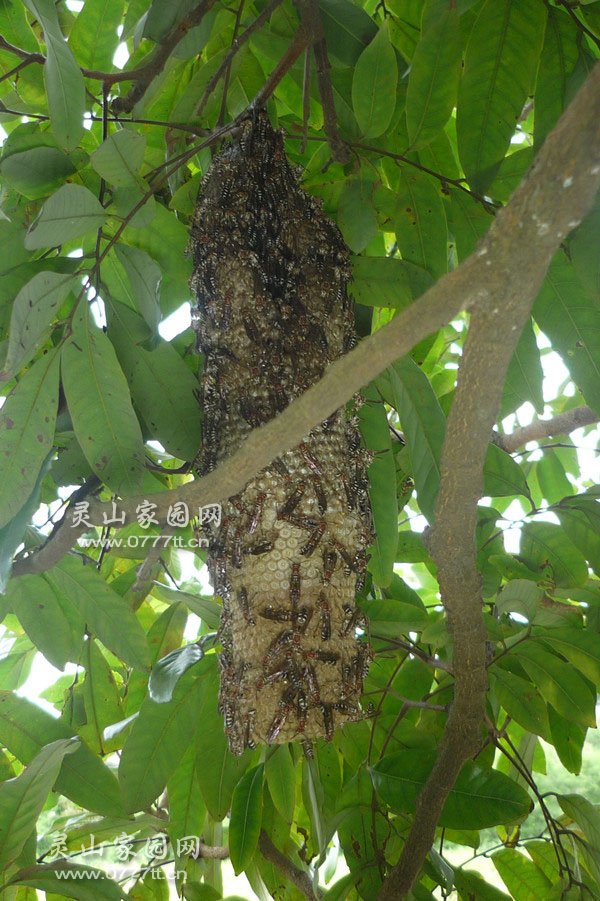 竹蜂 毒性图片