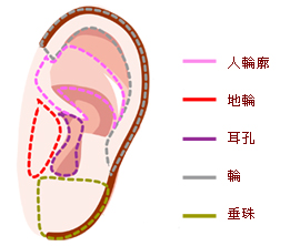 觀耳特色.jpg