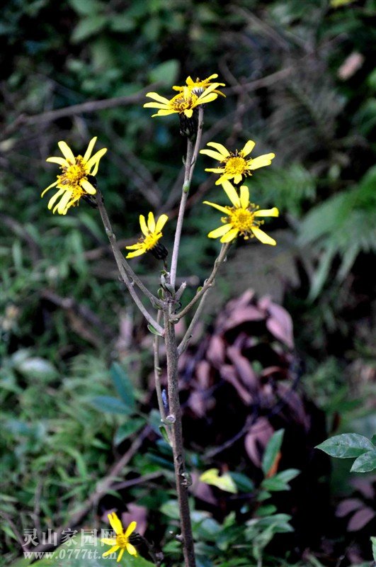 山中野菊花