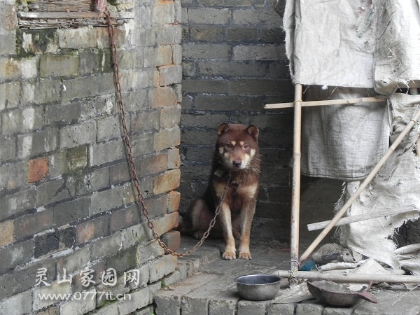 翻版的忠心秋田犬