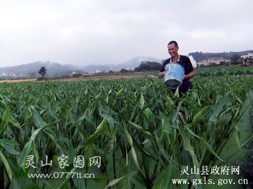 桂山茨菇香噴噴