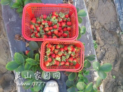 摘的草莓