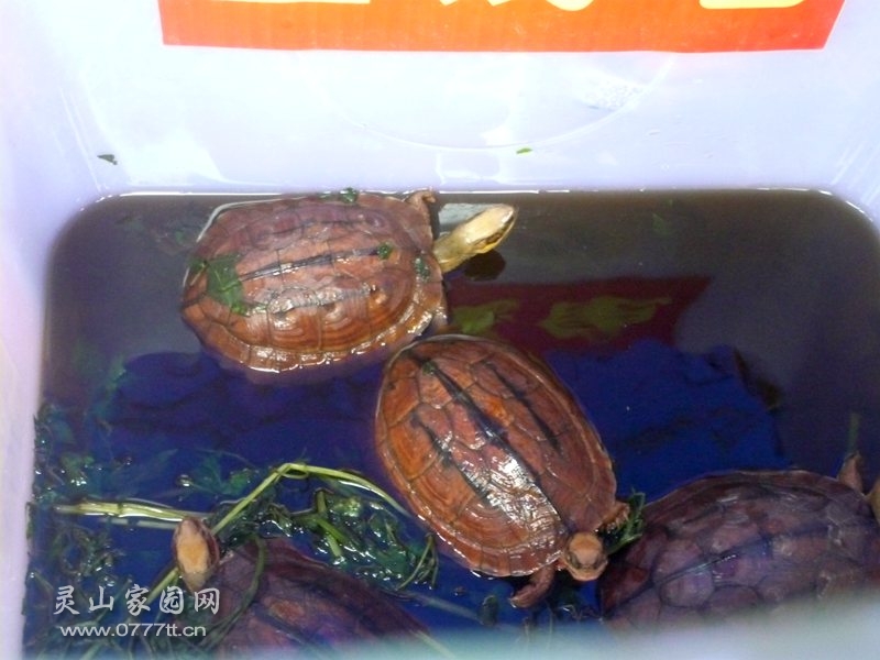 石金钱龟