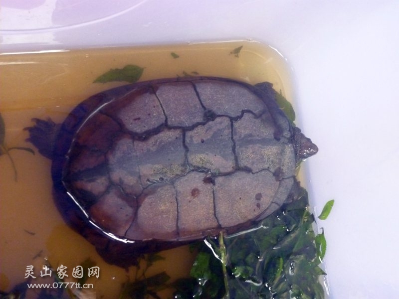 石龟
