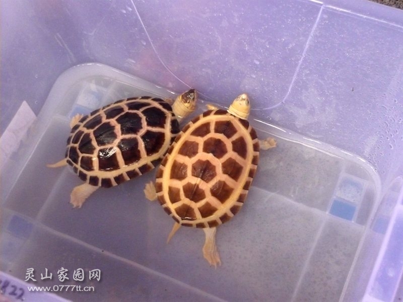 稀有龟苗