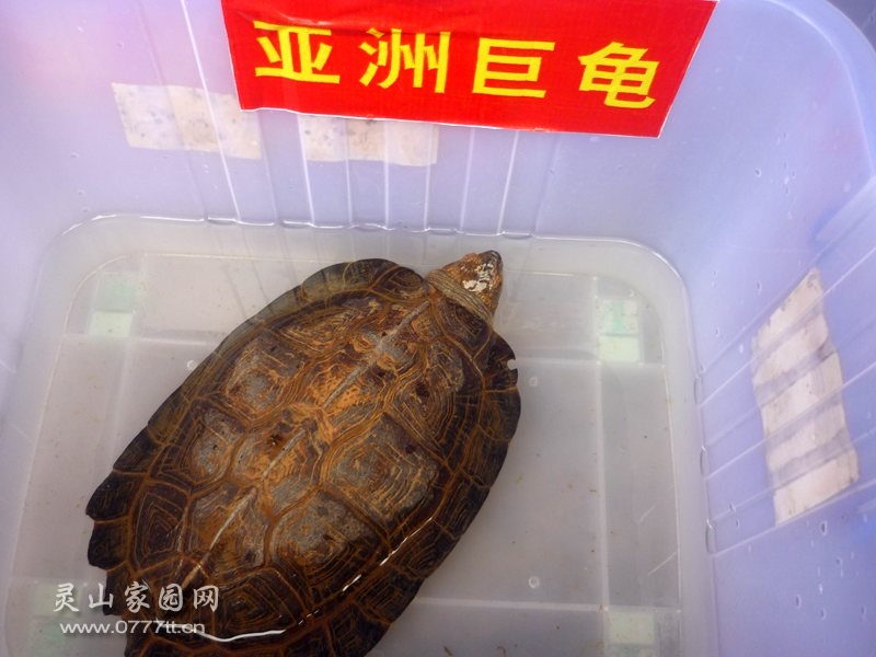 亚洲世龟