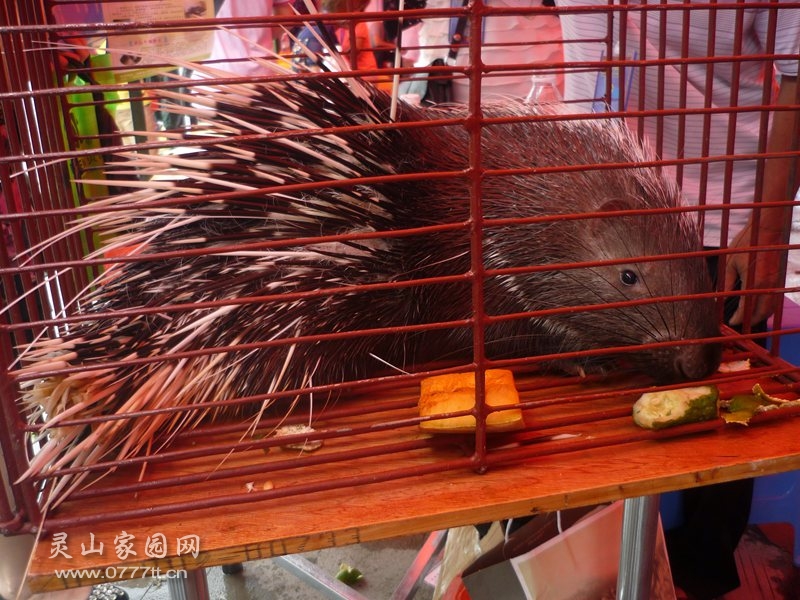 箭猪/豪猪