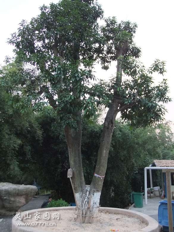 DSCF2691.jpg