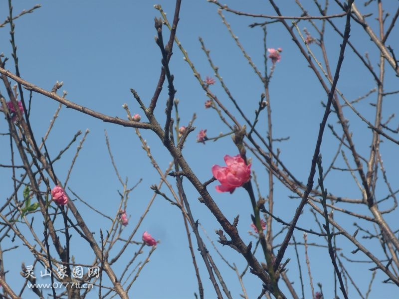 P1230517_副本.jpg