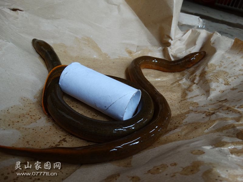 DSC04446_副本.jpg