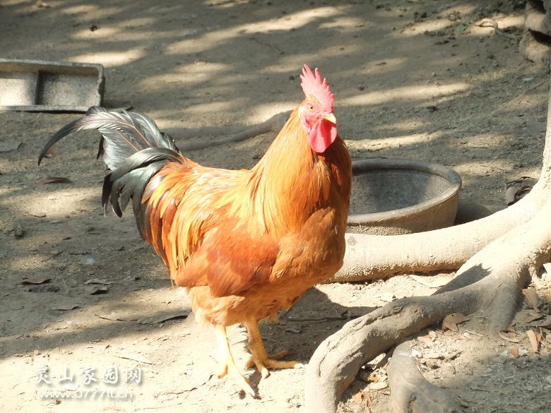DSCF6476.jpg