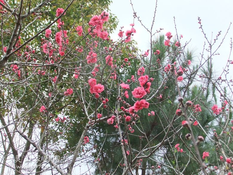 DSCF6753.jpg