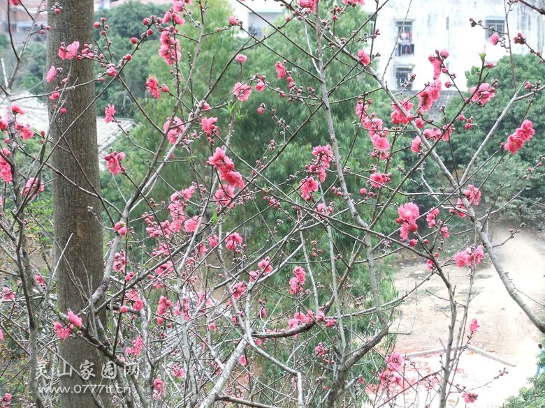 DSCF6762.jpg