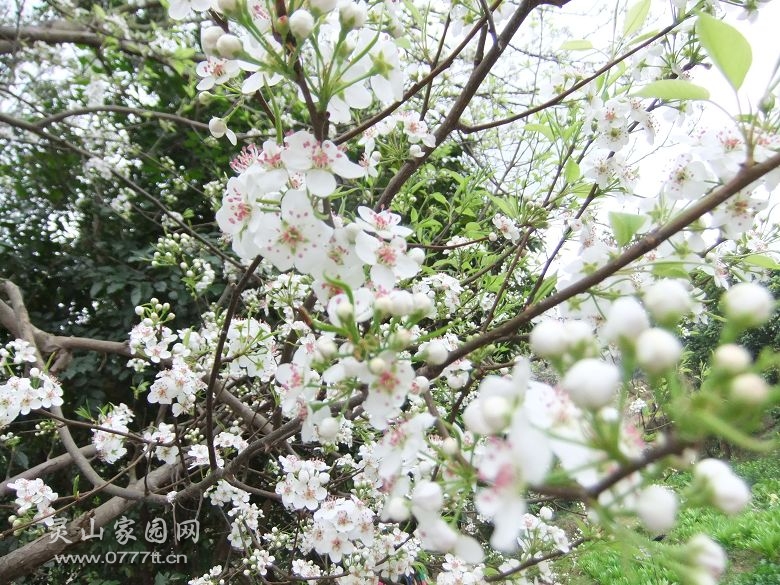 DSCF6868.jpg