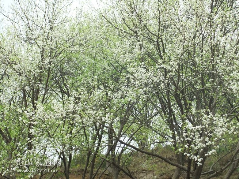 DSCF6915.jpg