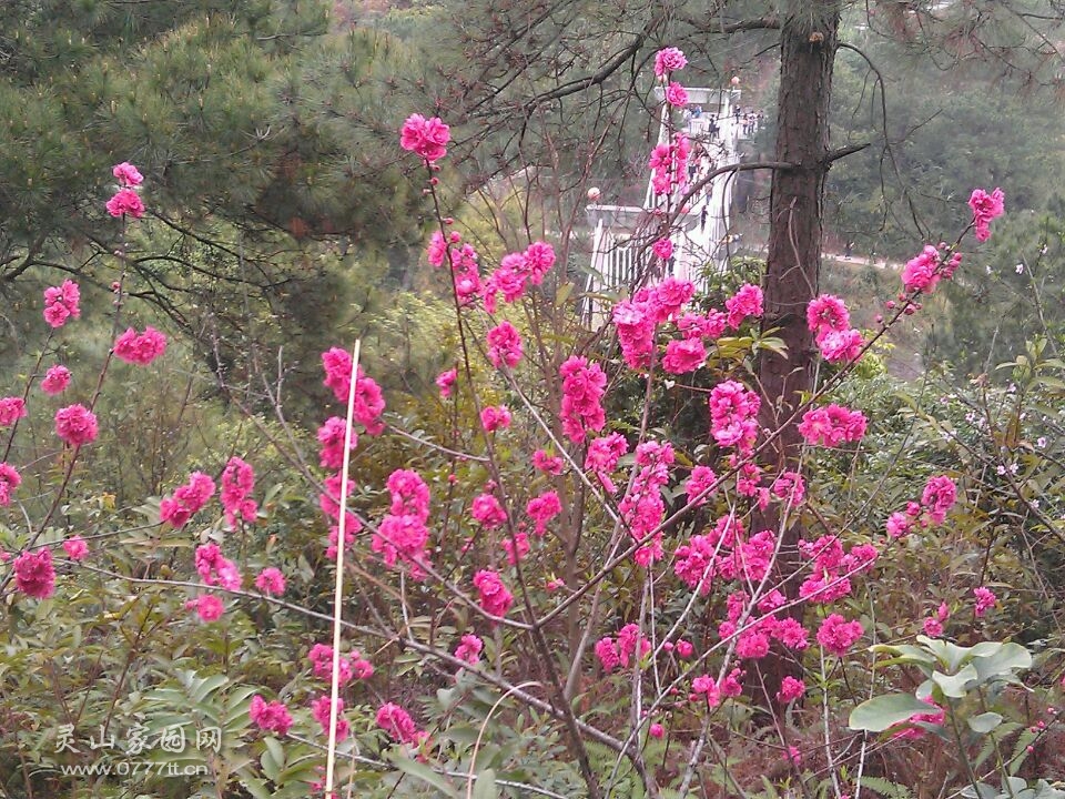 美丽的桃花，祝大家2014年桃李精神！