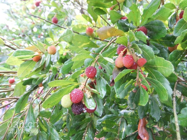 DSCF8866.jpg