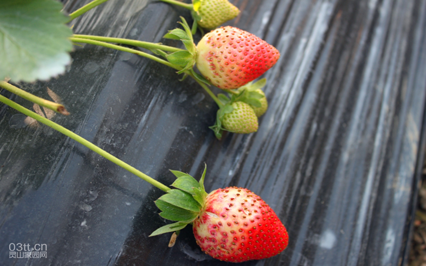 马鞍山草莓