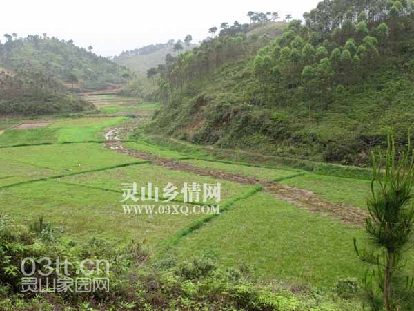 埋管后田垌一角