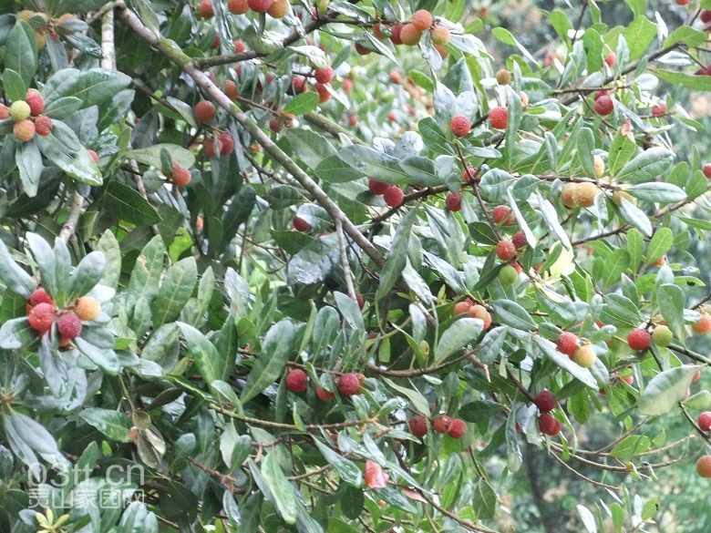 DSCF9369.jpg