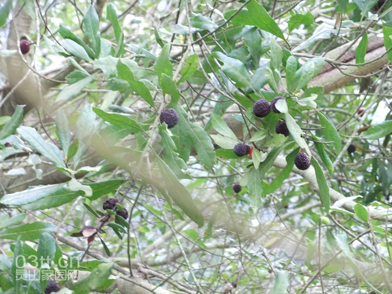 DSCF9393.jpg