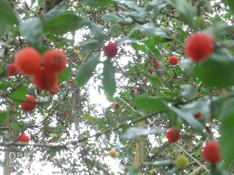 DSCF9396.jpg