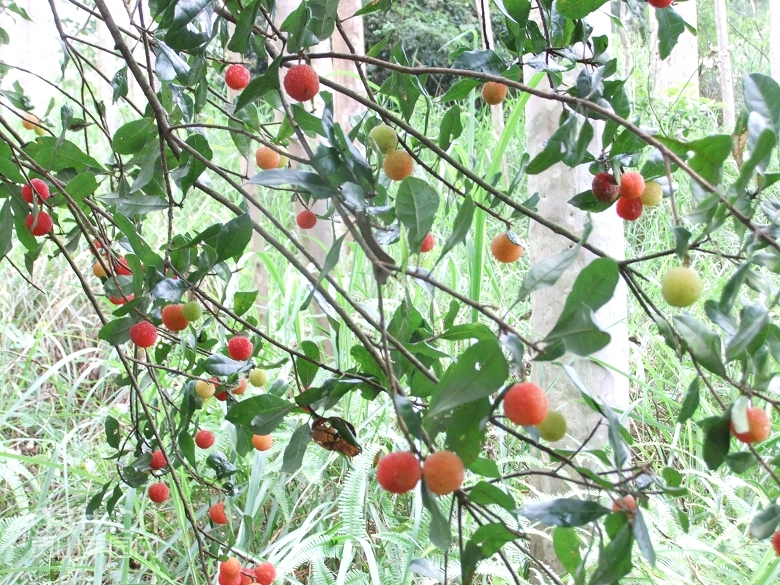 DSCF9401.jpg