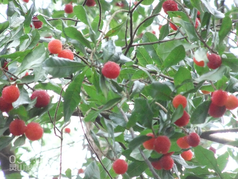 DSCF9407.jpg