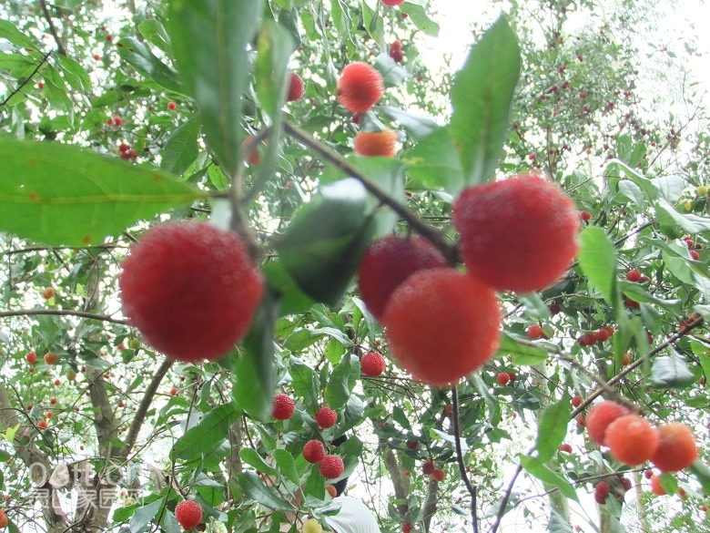 DSCF9415.jpg
