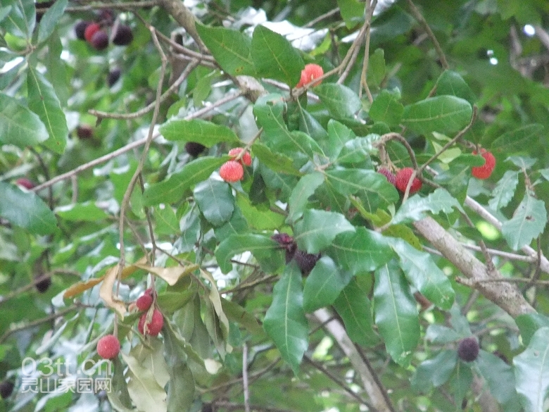 DSCF9418.jpg