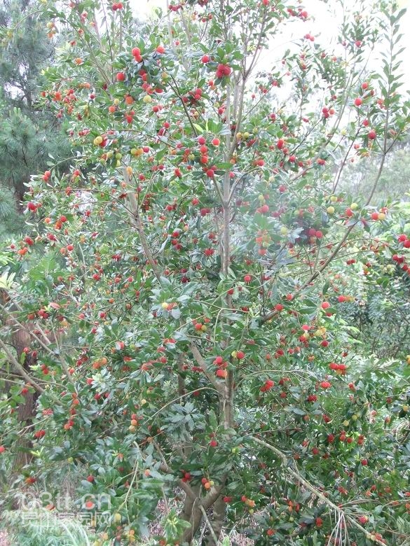 DSCF9424.jpg