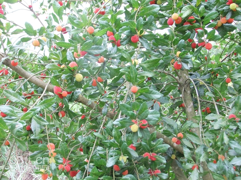DSCF9426.jpg
