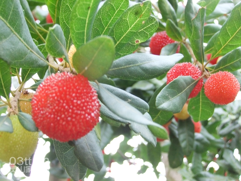 DSCF9427.jpg