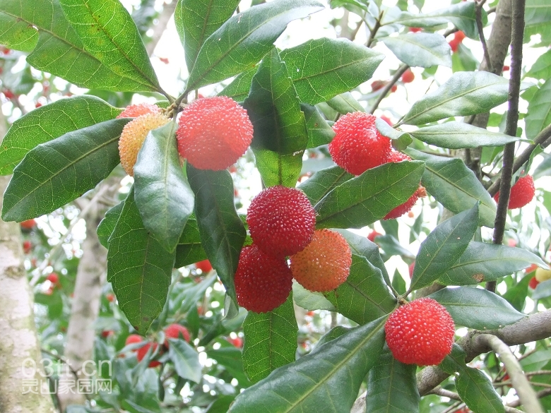 DSCF9431.jpg