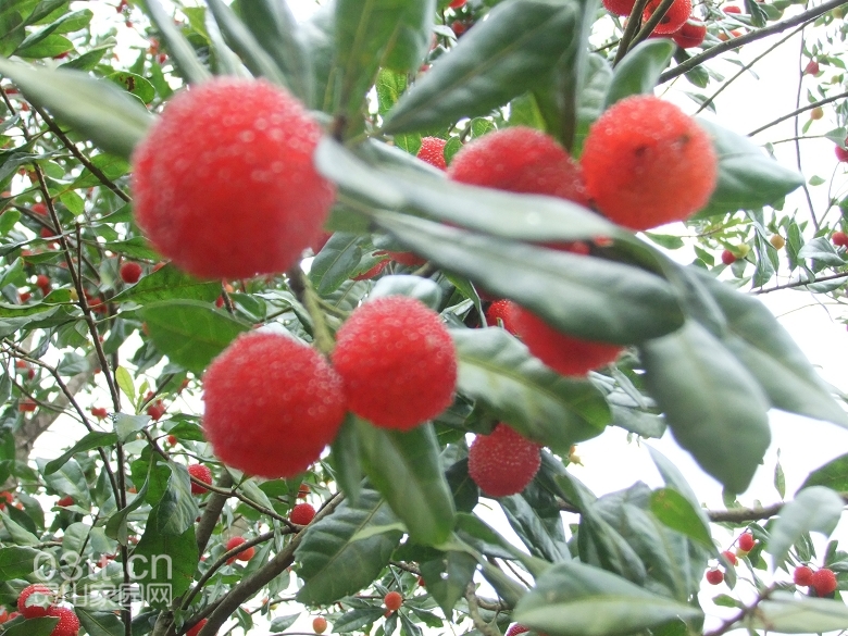 DSCF9432.jpg
