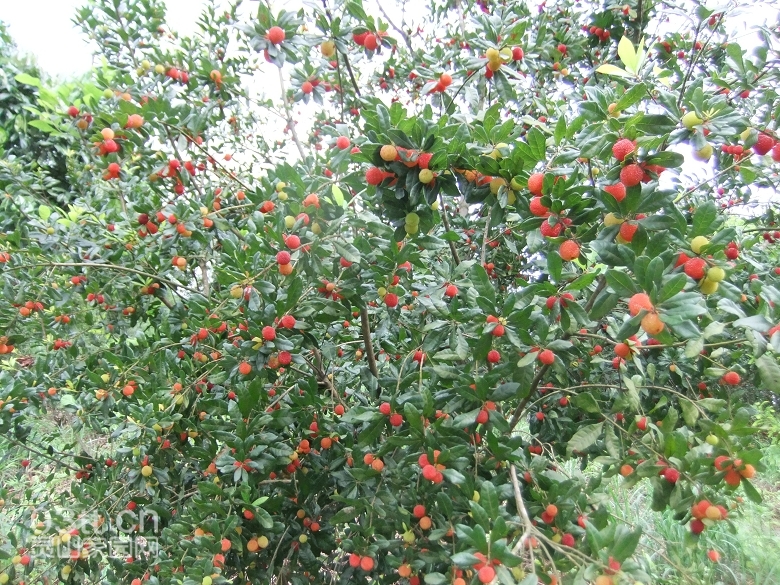 DSCF9433.jpg