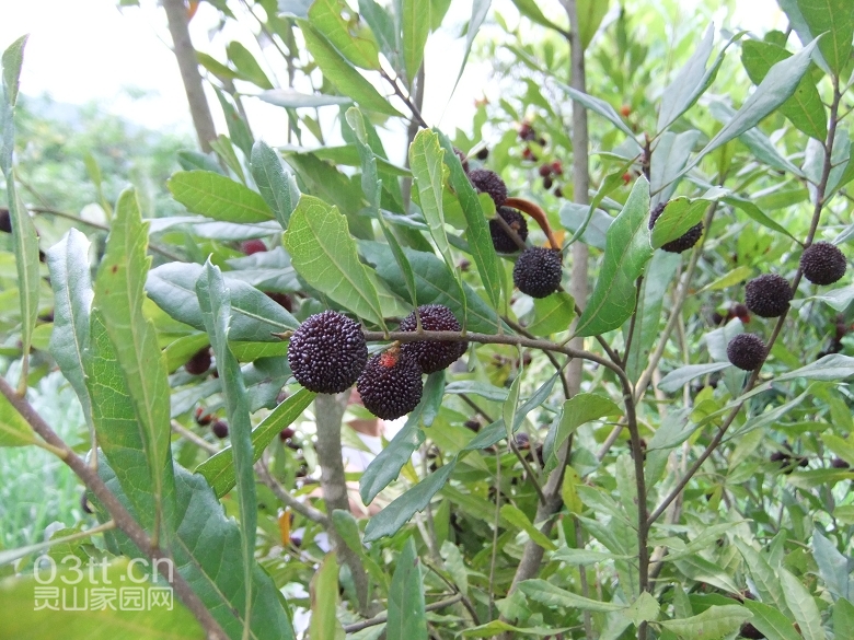 DSCF9445.jpg