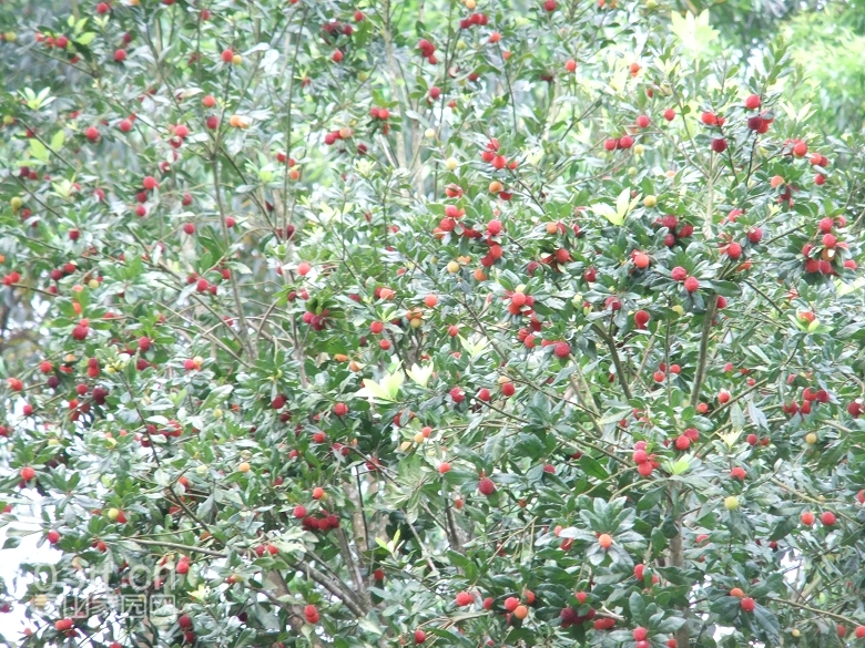 DSCF9450.jpg