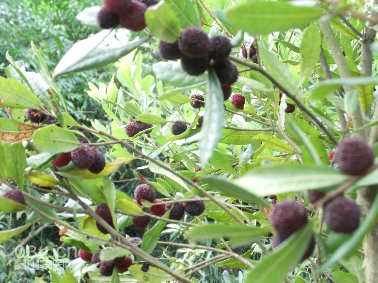 DSCF9452.jpg