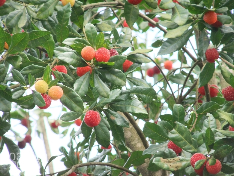DSCF9461.jpg