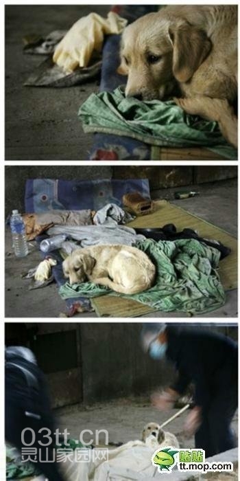 流浪汉和狗狗