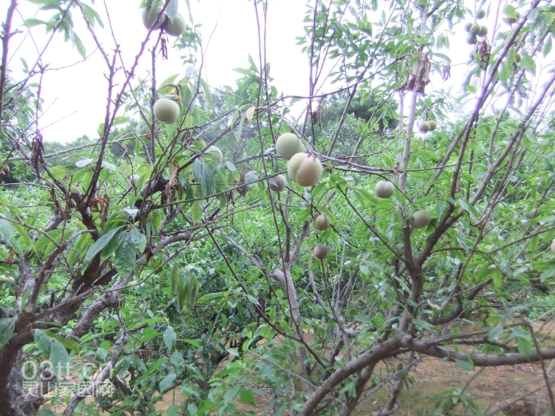 DSCF0906.jpg
